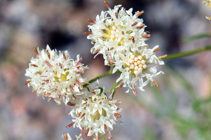 Loomis' Thimblehead flowers may be white as shown in the photo, cream, yellow or even bright yellow. Note that the flowers are disk flowers only, no ray flowers. Hymenothrix loomisii